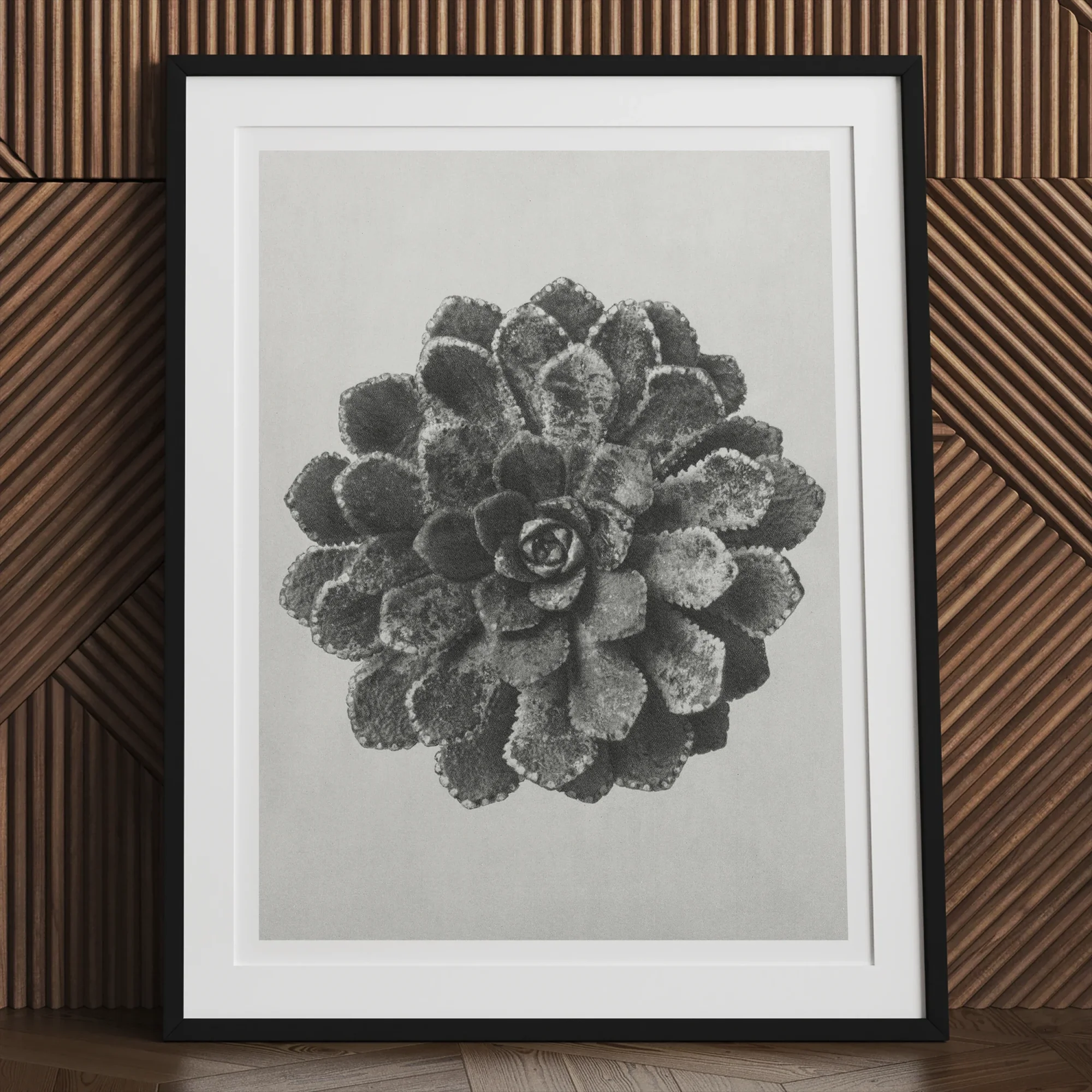 Margined Pyramidal Saxifrage (saxifraga Aizoon) - Karl Blossfeldt Art Print, Framed Black White Photograph Succulent Plant