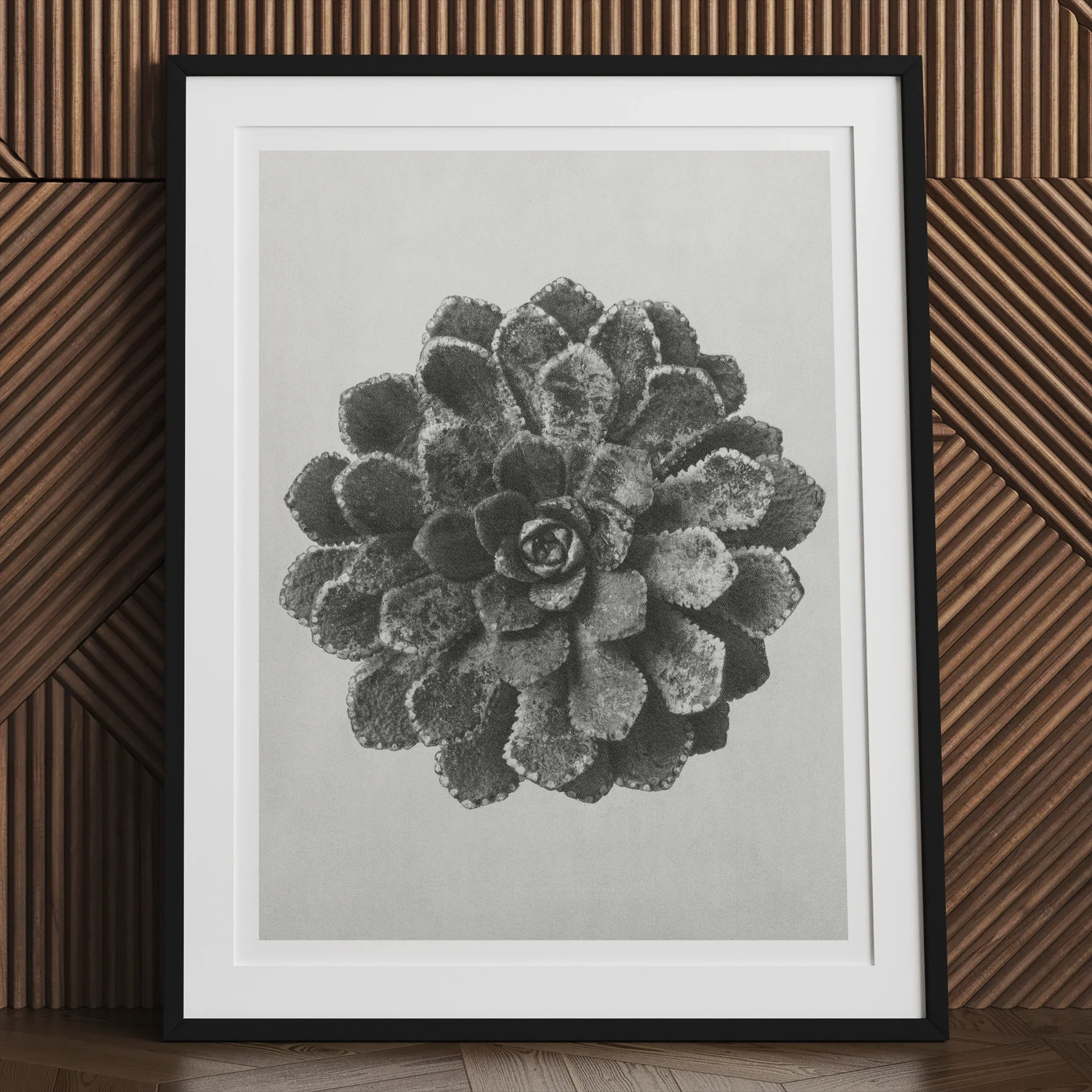 Margined Pyramidal Saxifrage (saxifraga Aizoon) - Karl Blossfeldt Art Print