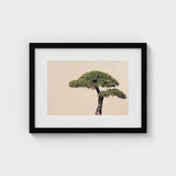 Me Myself & Bonsai - Photography Art Print / Canvas, Horticultural Haiku, Photographic Ode Prints