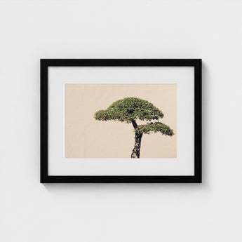 Me Myself & Bonsai - Photography Art Print / Canvas, Horticultural Haiku, Photographic Ode Prints