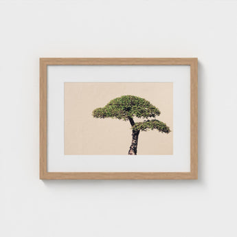 Me Myself & Bonsai - Photography Art Print / Canvas, Horticultural Haiku, Photographic Ode Prints