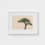 Me Myself & Bonsai - Photography Art Print / Canvas, Horticultural Haiku, Photographic Ode Prints