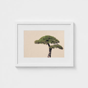 Me Myself & Bonsai - Photography Art Print / Canvas, Horticultural Haiku, Photographic Ode Prints
