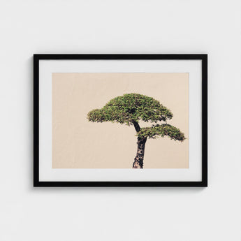 Me Myself & Bonsai - Photography Art Print / Canvas, Horticultural Haiku, Photographic Ode Prints