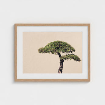 Me Myself & Bonsai - Photography Art Print / Canvas, Horticultural Haiku, Photographic Ode Prints