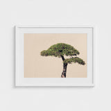 Me Myself & Bonsai - Photography Art Print / Canvas, Horticultural Haiku, Photographic Ode Prints