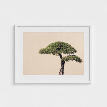 Me Myself & Bonsai - Photography Art Print / Canvas, Horticultural Haiku, Photographic Ode Prints