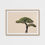 Me Myself & Bonsai - Photography Art Print / Canvas, Horticultural Haiku, Photographic Ode Prints