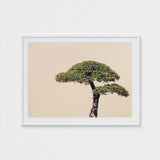 Me Myself & Bonsai - Photography Art Print / Canvas, Horticultural Haiku, Photographic Ode Prints