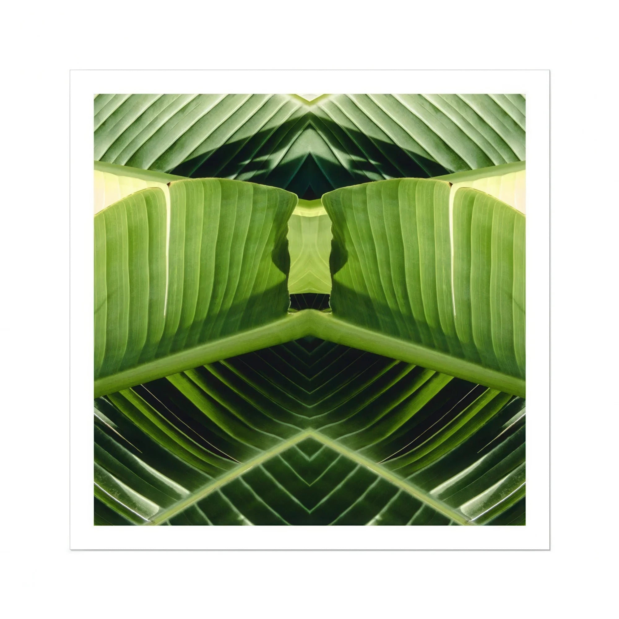 Semaphore - Palm Frond Botanical Op Art Print Posters Prints & Visual Artwork