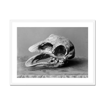 Moa Skull - Burton Brothers Art Print, Black White Photograph Fossilized Bird Skull