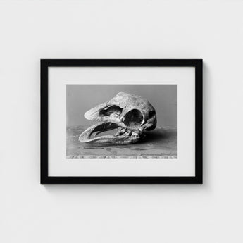Moa Skull - Burton Brothers Art Print / Canvas Fossilized, Cavernous Sockets Hollowed Prints