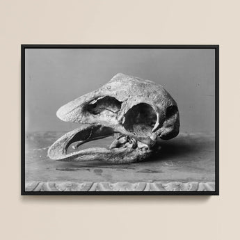 Moa Skull - Burton Brothers Stampa d'arte / Tela, 16x12’’ / 41x31cm / Cornice nera, Poster, stampe e arte visiva, Toby Leon