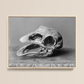 Moa Skull - Burton Brothers Stampa d'arte / Tela, 16x12’’ / 41x31cm / Cornice naturale, Poster, stampe e arte visiva, Toby Leon