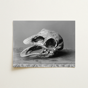 Moa Skull - Burton Brothers Art Print / Canvas, 16x12’’ / 41x31cm / Unframed / no Border, Posters Prints & Visual Artwork, Toby Leon