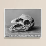 Moa Skull - Burton Brothers Stampa d'arte / Tela, 16x12’’ / 41x31cm / Cornice bianca, Poster, stampe e arte visiva, Toby Leon