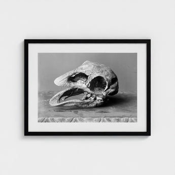 Moa Skull - Burton Brothers Art Print / Canvas Fossilized, Cavernous Sockets Hollowed Prints