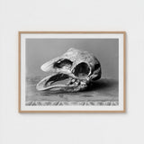 Moa Skull - Burton Brothers Art Print / Canvas Fossilized, Cavernous Sockets Hollowed Prints