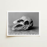 Moa Skull - Burton Brothers Art Print / Canvas Fossilized, Cavernous Sockets Hollowed Prints
