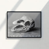 Black-framed Photographic Print Monochrome Textured Fossilized Dinosaur Skull Moa, Burton Brothers Art, Cavernous Sockets Hollowed