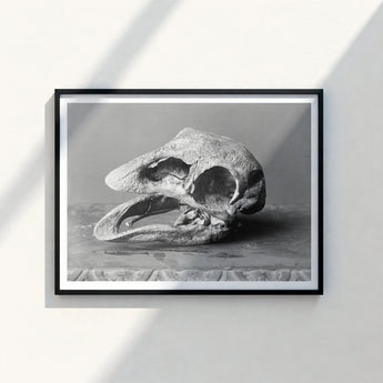 Black-framed Photograph Monochrome Ancient Textured Fossilized Skull Prominent Moa, Burton Brothers Art Print, Cavernous Sockets Hollowed