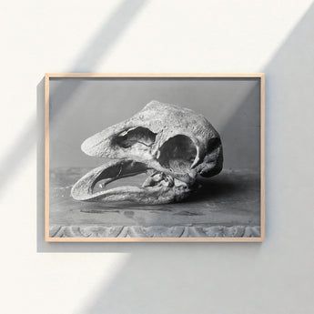 Framed Black White Photograph Textured Fossilized Bird Skull Moa, Burton Brothers Art Print, Cavernous Sockets Hollowed