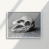 Framed Black-and-white Photograph Textured Fossilized Bird Skull Open Moa, Burton Brothers Art Print, Cavernous Sockets Hollowed