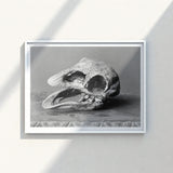 Framed Black-and-white Photograph Textured Fossilized Dinosaur Skull Prominent Moa, Burton Brothers Art Print, Cavernous Sockets Hollowed