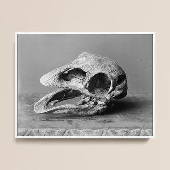 Moa Skull - Burton Brothers Art Print / Canvas Black-and-white Photograph Textured Fossilized Dinosaur Open Jaw, Cavernous Sockets Hollowed