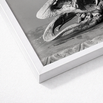 White Framed Black Photograph Textured Weathered Seashell Sandy Fossilized Moa Skull, Burton Brothers Art Print, Cavernous Sockets Hollowed