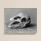 Moa Skull - Burton Brothers Art Print / Canvas Framed Black-and-white Photograph Textured Fossilized Bird Open, Cavernous Sockets Hollowed