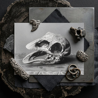 Moa Skull - Burton Brothers Art Print / Canvas Monochrome Photograph Reptilian Framed Ornate Silver-toned Metal Fossilized, Cavernous
