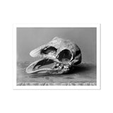 Moa Skull - Burton Brothers Art Print, Fossilized Bird Skull Open Beak