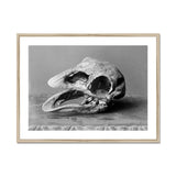 Moa Skull - Burton Brothers Art Print, Framed Black White Photograph Animal Skull