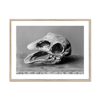 Moa Skull - Burton Brothers Art Print, Framed Black White Photograph Animal Skull
