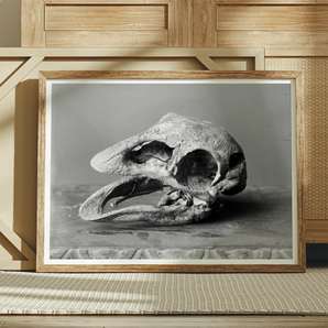 Moa Skull - Burton Brothers Art Print, Framed Black White Print Weathered Animal Skull