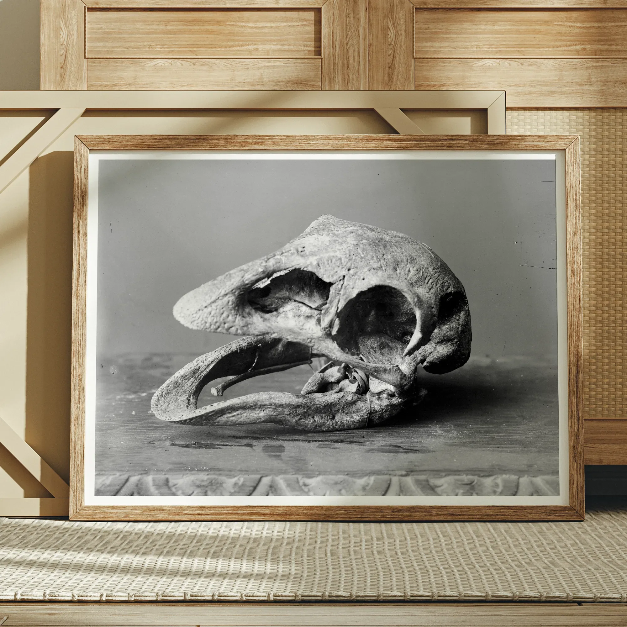 Moa Skull - Burton Brothers Art Print, Framed Black White Print Weathered Animal Skull
