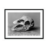 Moa Skull - Burton Brothers Art Print, Weathered Bird-like Skull Possibly Fossilized Cast Open Beak