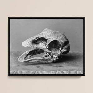Moa Skull - Burton Brothers Framed Canvas, 16x12’’ / 41x3cm / Black Floating Frame, Black White Framed Print Bird Skull