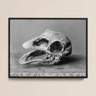 Moa Skull - Burton Brothers Framed Canvas, 16x12’’ / 41x3cm / Black Floating Frame, Black White Framed Print Bird Skull