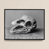 Moa Skull - Burton Brothers Framed Canvas, 16x12’’ / 41x3cm / Black Floating Frame, Black White Framed Print Bird Skull