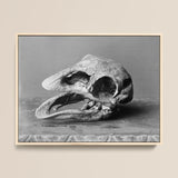 Moa Skull - Burton Brothers Framed Canvas, 16x12’’ / 41x3cm / Natural Floating Frame, Framed Black White Photograph Fossilized Bird Skull