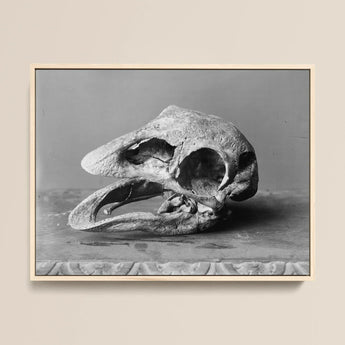 Moa Skull - Burton Brothers Framed Canvas, 16x12’’ / 41x3cm / Natural Floating Frame, Framed Black White Photograph Fossilized Bird Skull