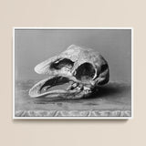 Moa Skull - Burton Brothers Framed Canvas, 16x12’’ / 41x3cm / White Floating Frame, Framed Black White Photograph Dodo Skull