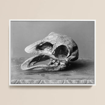 Moa Skull - Burton Brothers Framed Canvas, 16x12’’ / 41x3cm / White Floating Frame, Framed Black White Photograph Dodo Skull