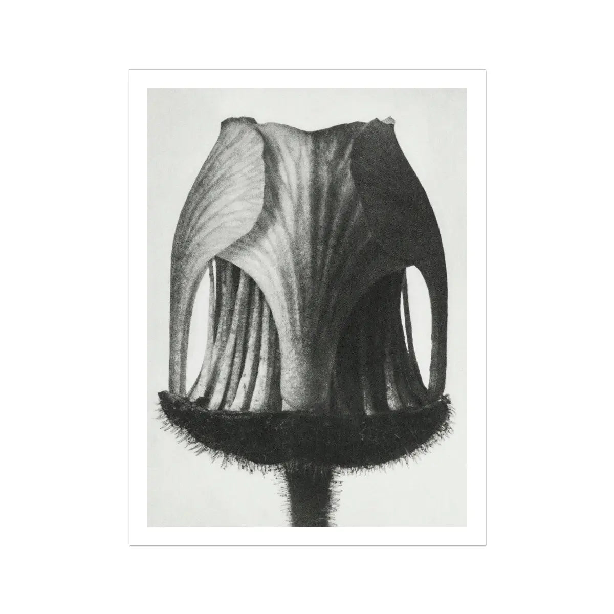 Geum Rivale (nodding Avens Flower–bud) - Karl Blossfeldt Art Print 24’’x32’’ Posters Prints & Visual Artwork