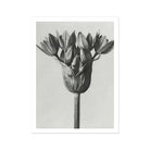 Allium Ostroroskianum (ornamental Onion) - Karl Blossfeldt Art Print 24’’x32’’ Posters Prints & Visual Artwork