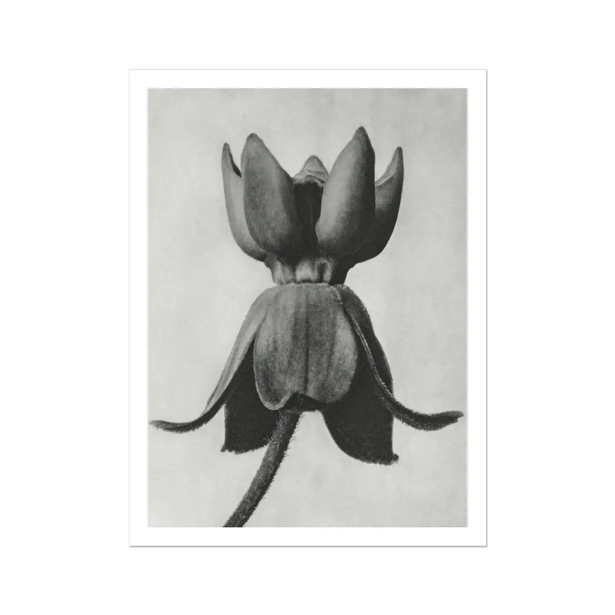 Asclepias Syriaca (common Milkweed) - Karl Blossfeldt Art Print 24’’x32’’ Posters Prints & Visual Artwork