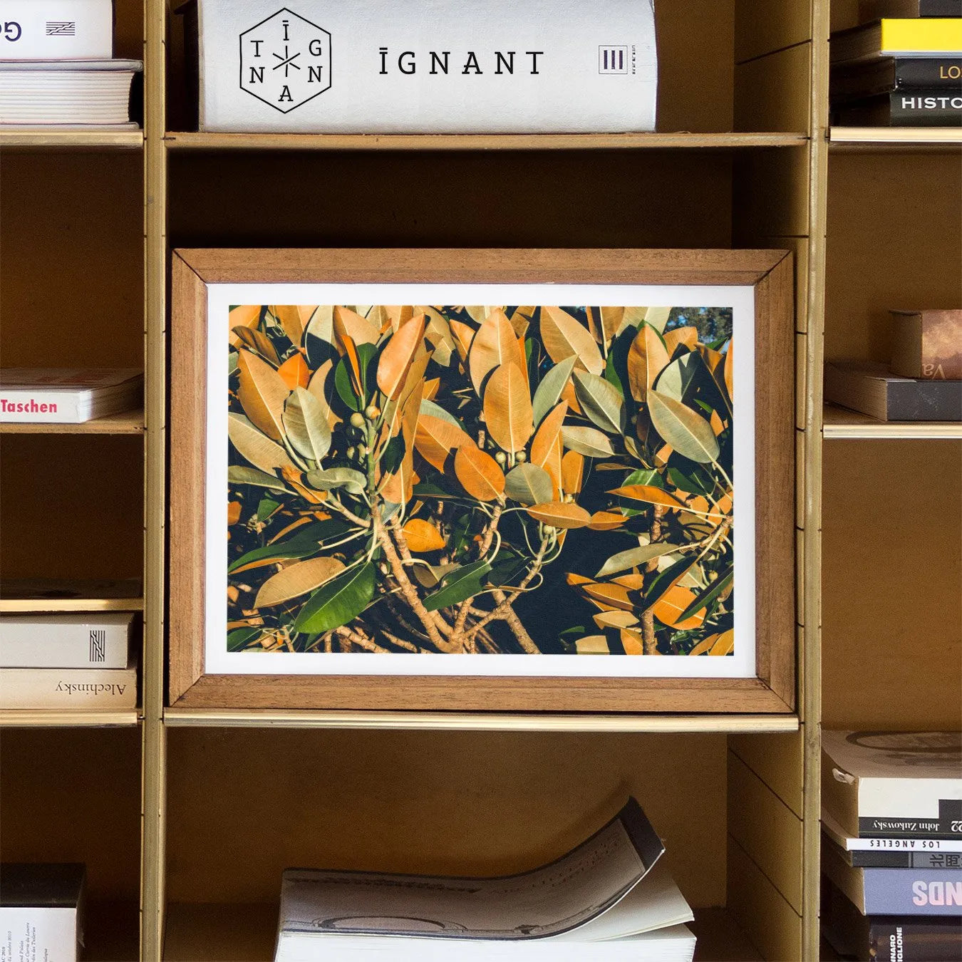 Moreton Bay Fig Leaf Art Print - Modern Botanicals - Posters Prints & Visual Artwork - Aesthetic Art
