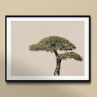 Me Myself & Bonsai - Photography Art Print Posters Prints Visual Artwork